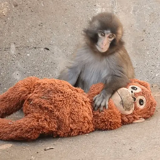 Punch bebé mono🐒Monkey 💖