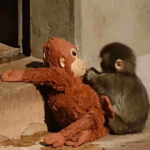 Punch bebé mono🐒Monkey 💖