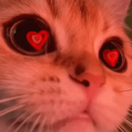 Mood Gatossssssssss 💥🐈‍⬛🐈