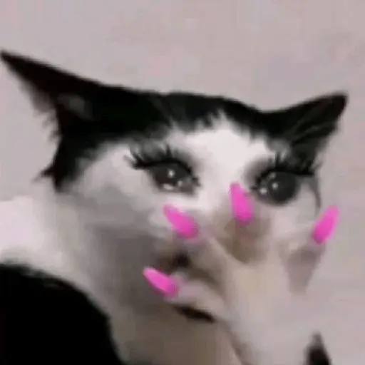 Mood Gatossssssssss 💥🐈‍⬛🐈