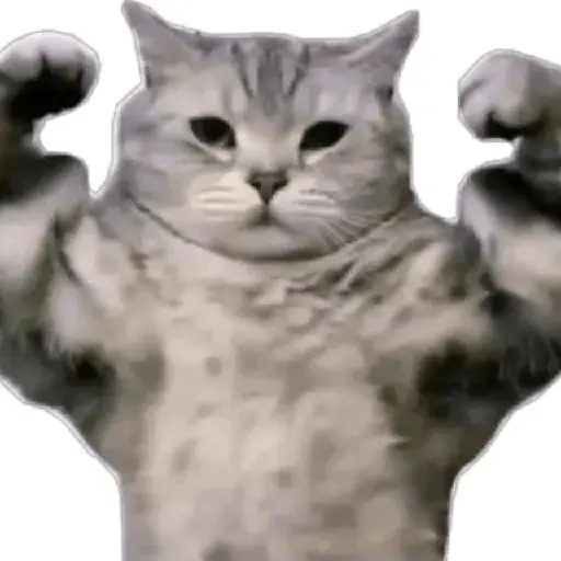 Mood Gatossssssssss 💥🐈‍⬛🐈