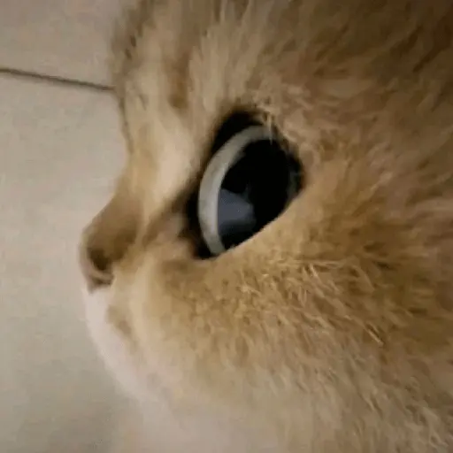 Mood Gatossssssssss 💥🐈‍⬛🐈