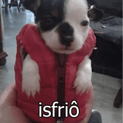 Reações com animais🐶🐱🐵