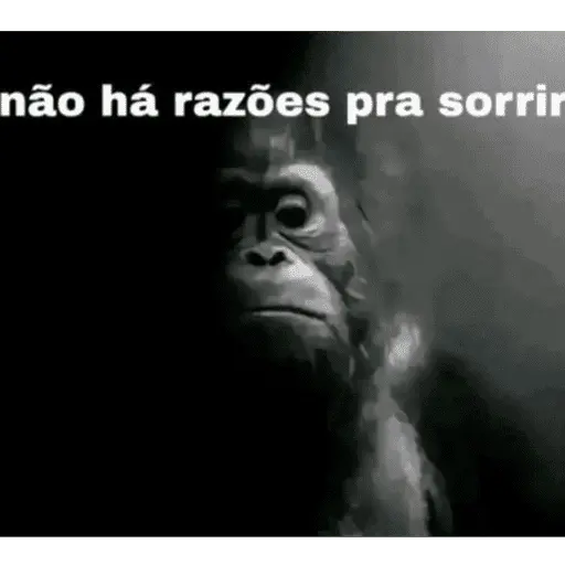 Reações com animais🐶🐱🐵