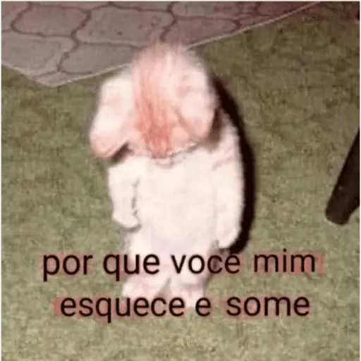 Reações com animais🐶🐱🐵