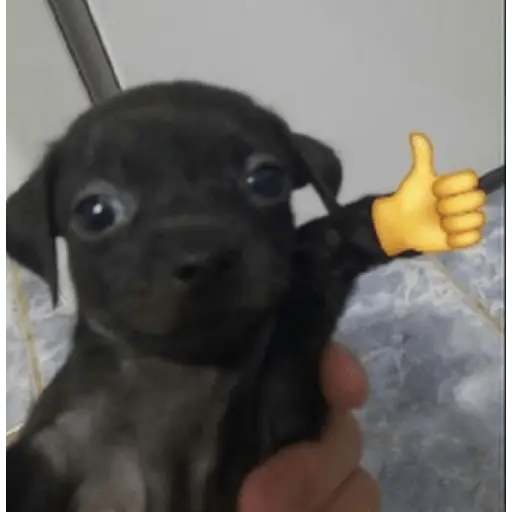 Reações com animais🐶🐱🐵