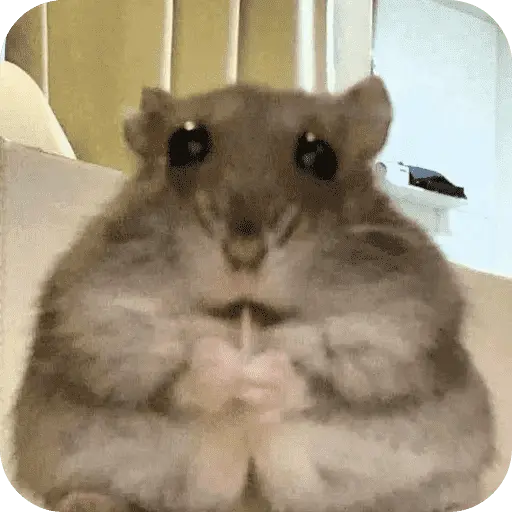 Hamster lindos para el chat💕