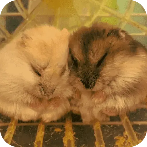 Hamster lindos para el chat💕