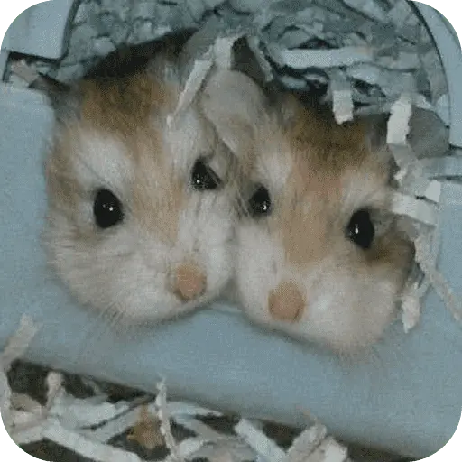 Hamster lindos para el chat💕
