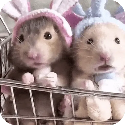 Hamster lindos para el chat💕