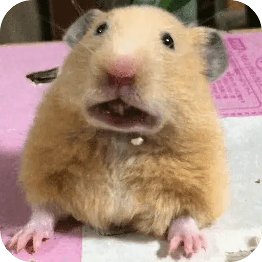 Hamster lindos para el chat💕