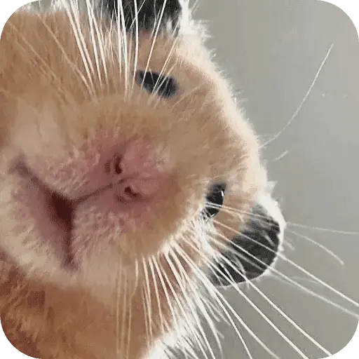 Hamster lindos para el chat💕
