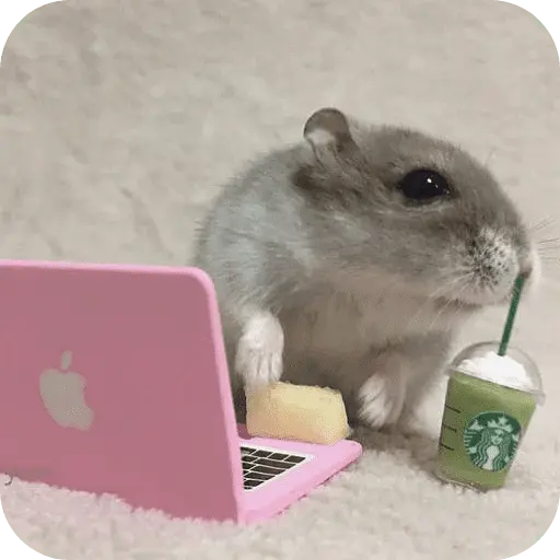 Hamster lindos para el chat💕