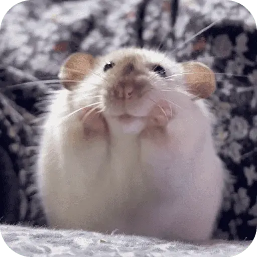 Hamster lindos para el chat💕