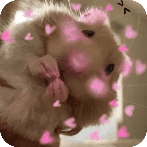Hamster lindos para el chat💕