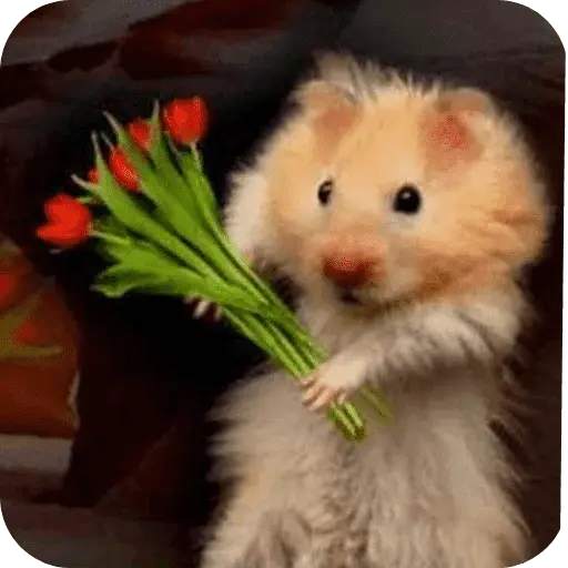 Hamster lindos para el chat💕