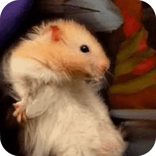 Hamster lindos para el chat💕