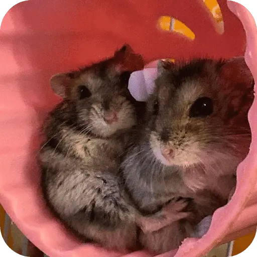 Hamster lindos para el chat💕