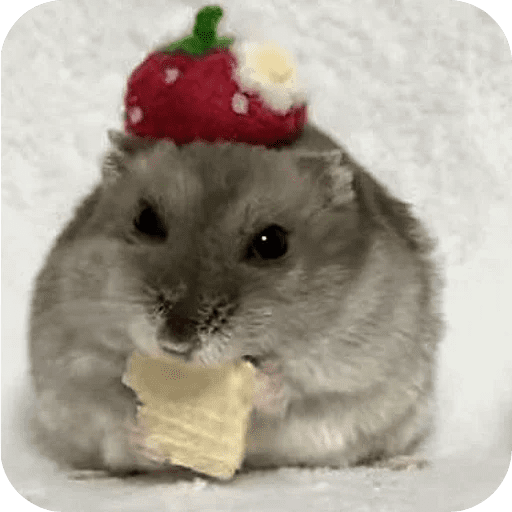 Hamster lindos para el chat💕 preview