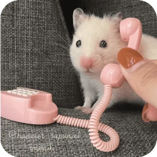 Hamster lindos para el chat💕