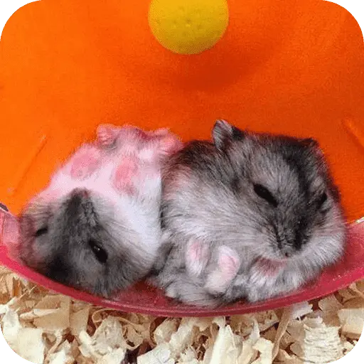 Hamster lindos para el chat💕