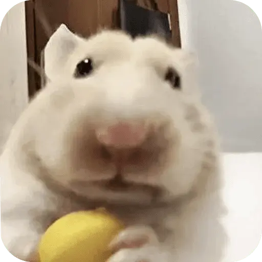 Hamster lindos para el chat💕