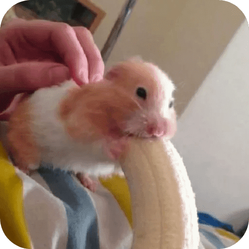 Hamster lindos para el chat💕 preview