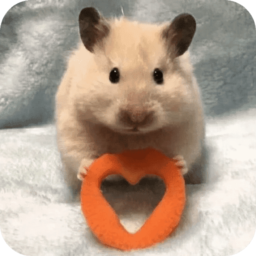 Hamster lindos para el chat💕 preview
