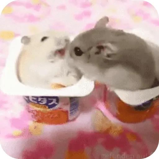 Hamster lindos para el chat💕