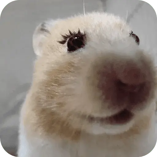 Hamster lindos para el chat💕