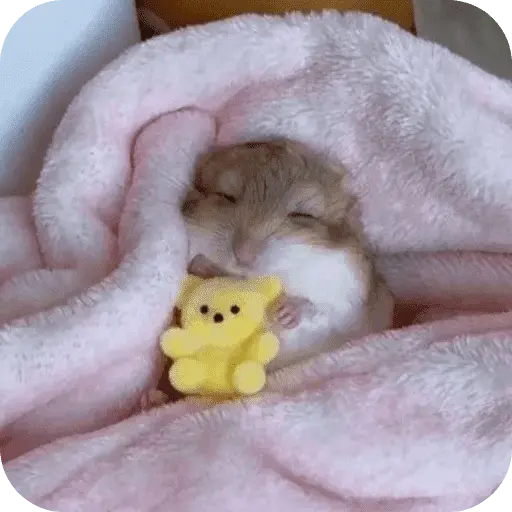 Hamster lindos para el chat💕