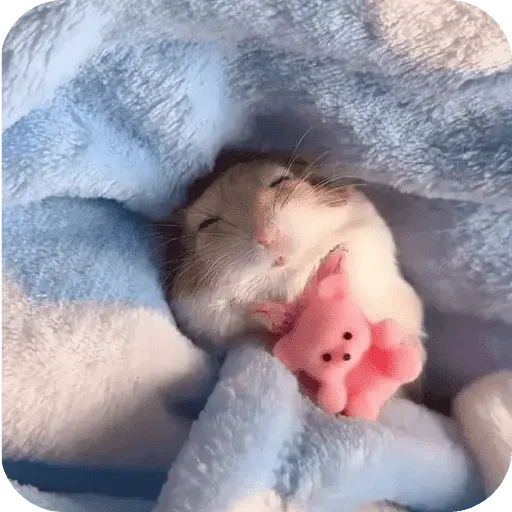 Hamster lindos para el chat💕