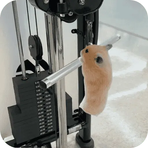 Hamster lindos para el chat💕