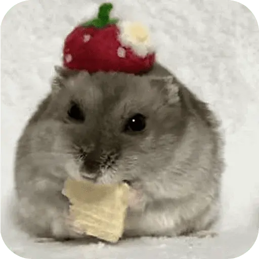 Hamster lindos para el chat💕