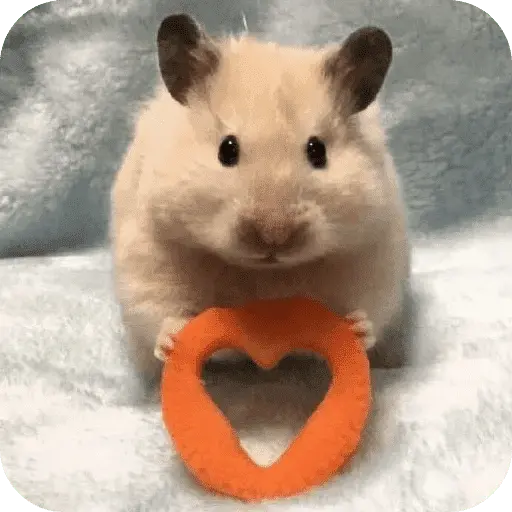 Hamster lindos para el chat💕