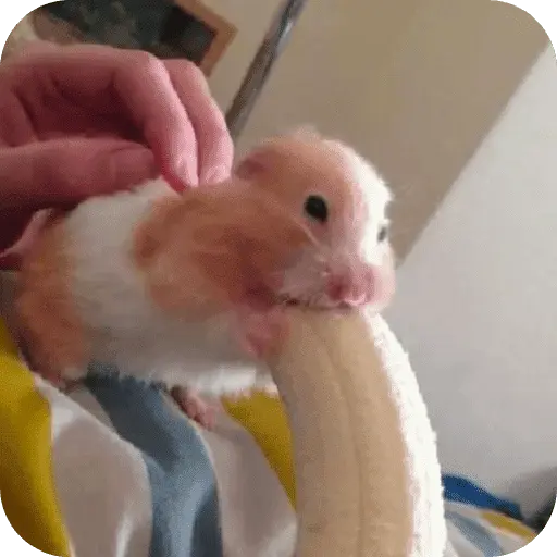 Hamster lindos para el chat💕