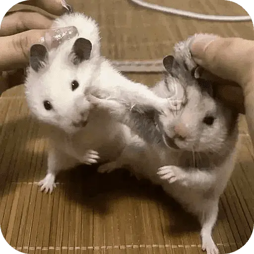 Hamster lindos para el chat💕