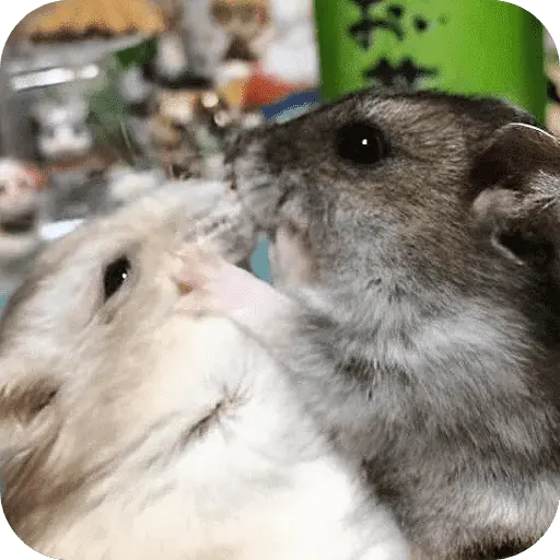 Hamster lindos para el chat💕