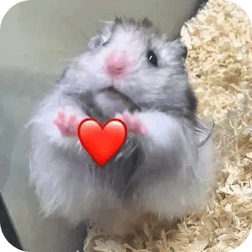 Hamster lindos para el chat💕