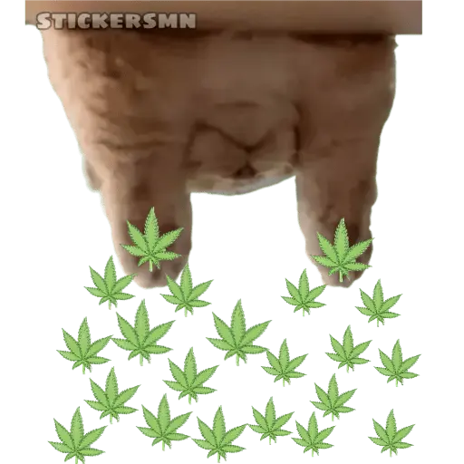 Gatito Polvitos Mágicos💞
