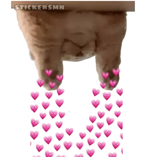 Gatito Polvitos Mágicos💞