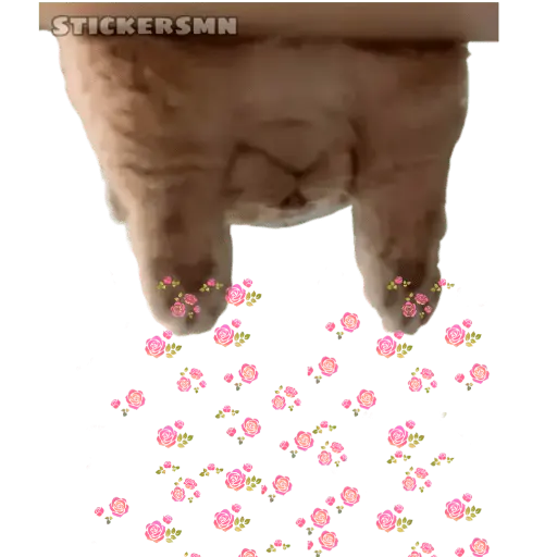 Gatito Polvitos Mágicos💞