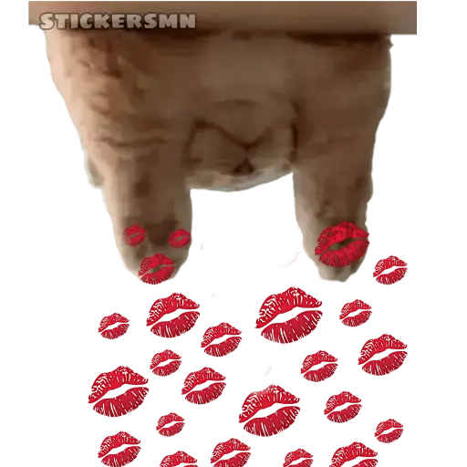 Gatito Polvitos Mágicos💞