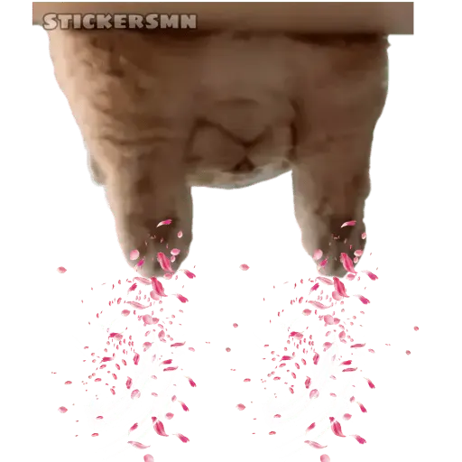 Gatito Polvitos Mágicos💞