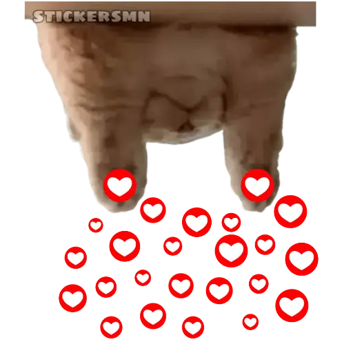 Gatito Polvitos Mágicos💞