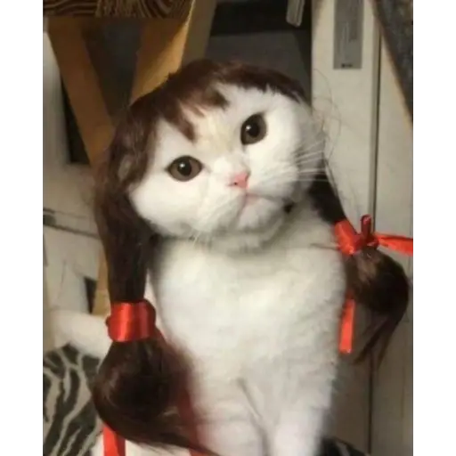 gatos divertidos 🎭🎭🎭 