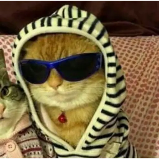 gatos divertidos 🎭🎭🎭 