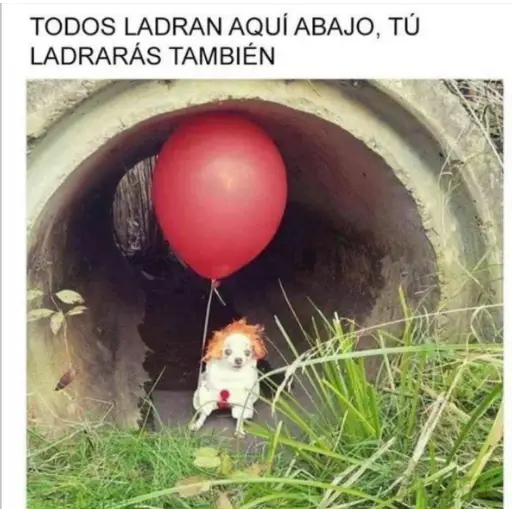 gatos divertidos 🎭🎭🎭 