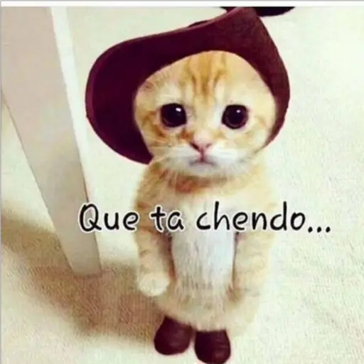 gatos divertidos 🎭🎭🎭 