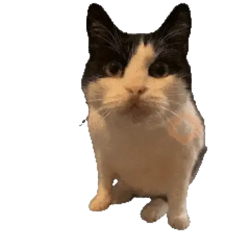 Gatos virales sticker 11